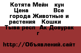 Котята Мейн - кун › Цена ­ 19 000 - Все города Животные и растения » Кошки   . Тыва респ.,Ак-Довурак г.